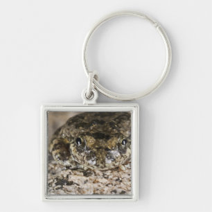Kalifornien-Baumfrosch, (Pseudacris cadaverina), Schlüsselanhänger