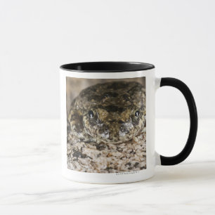 Kalifornien-Baumfrosch, (Pseudacris cadaverina), Tasse