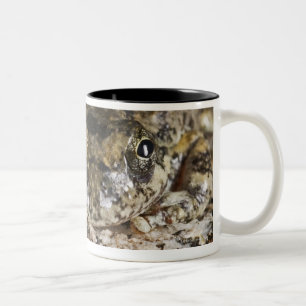 Kalifornien-Baumfrosch, (Pseudacris cadaverina), Zweifarbige Tasse