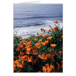 Kalifornien, Big Sur Küste, Kalifornischer Mohn