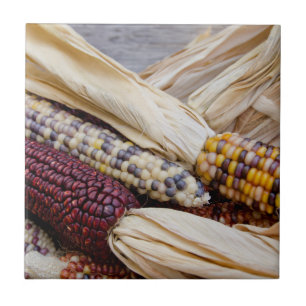 Kalifornien. Bunte Indianermais im Herbst Fliese