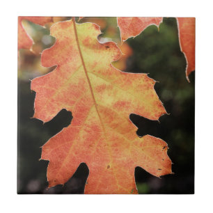 Kalifornien, ein herbstfarbenes Eichenblatt Fliese