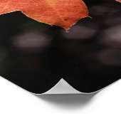 Kalifornien, ein herbstfarbenes Eichenblatt Poster (Ecke)