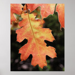 Kalifornien, ein herbstlich gefärbtes Eichenblatt Poster