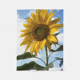 Kalifornien, Eine Mammut-Sonnenblume (Helianthus) Fleecedecke