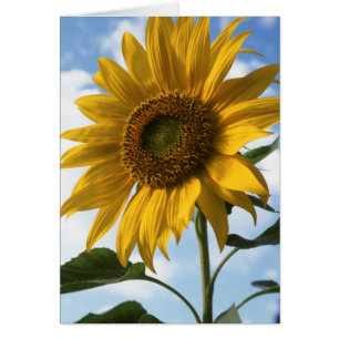 Kalifornien, eine riesige Sonnenblume (Helianthus)