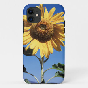 Kalifornien, eine riesige Sonnenblume (Helianthus) Case-Mate iPhone Hülle