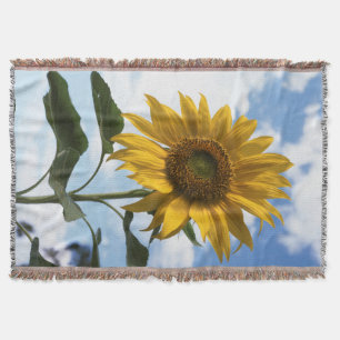 Kalifornien, eine riesige Sonnenblume (Helianthus) Decke