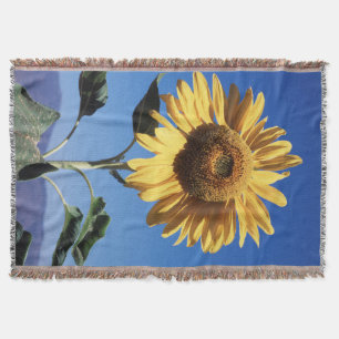 Kalifornien, eine riesige Sonnenblume (Helianthus) Decke