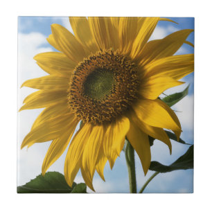 Kalifornien, eine riesige Sonnenblume (Helianthus) Fliese