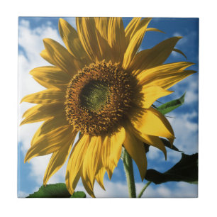 Kalifornien, eine riesige Sonnenblume (Helianthus) Fliese