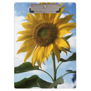 Kalifornien, eine riesige Sonnenblume (Helianthus) Klemmbrett