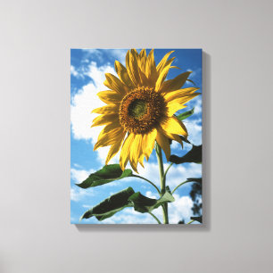 Kalifornien, eine riesige Sonnenblume (Helianthus) Leinwanddruck