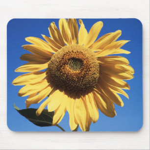 Kalifornien, eine riesige Sonnenblume (Helianthus) Mousepad