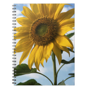 Kalifornien, eine riesige Sonnenblume (Helianthus) Notizblock