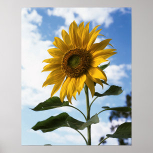 Kalifornien, eine riesige Sonnenblume (Helianthus) Poster