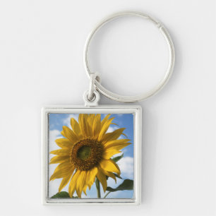 Kalifornien, eine riesige Sonnenblume (Helianthus) Schlüsselanhänger