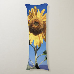 Kalifornien, eine riesige Sonnenblume (Helianthus) Seitenschläferkissen