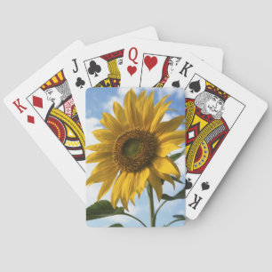 Kalifornien, eine riesige Sonnenblume (Helianthus) Spielkarten