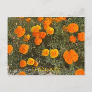 KALIFORNIEN FARBE FEIERFEIERN: FEBRUAR POSTCARD POSTKARTE