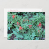 KALIFORNIEN FARBE FEIERFEIERN: JULI POSTCARD POSTKARTE (Vorne/Hinten)