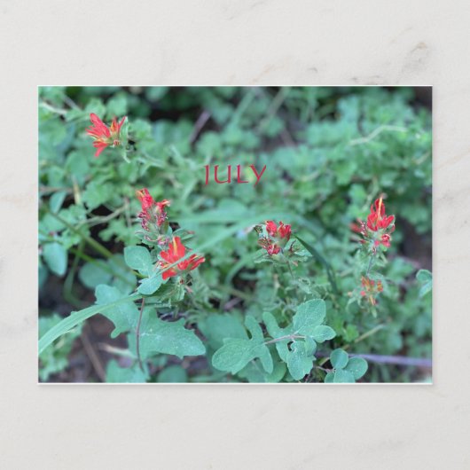 KALIFORNIEN FARBE FEIERFEIERN: JULI POSTCARD POSTKARTE (Vorderseite)