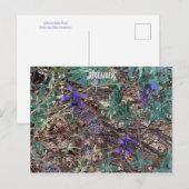 KALIFORNIEN FARBFEIERSCHAFT: DEZEMBER POSTCARD POSTKARTE (Vorne/Hinten)