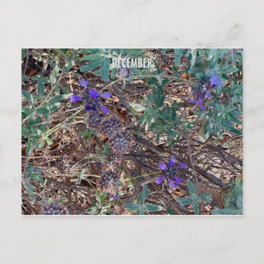 KALIFORNIEN FARBFEIERSCHAFT: DEZEMBER POSTCARD POSTKARTE (Vorderseite)