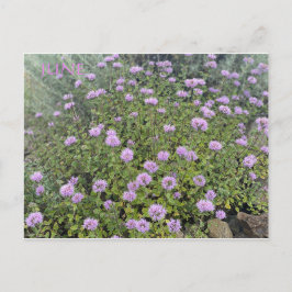 KALIFORNIEN FARBFEIERSCHAFT: JUNE POSTCARD POSTKARTE