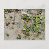 KALIFORNIEN FARBFEIERSCHAFT: September Postkarte (Vorderseite)