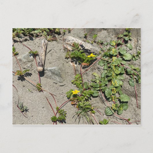 KALIFORNIEN FARBFEIERSCHAFT: September Postkarte (Vorderseite)