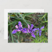 KALIFORNIEN FARBFEIERUNG: MAG POSTCARD POSTKARTE (Vorne/Hinten)