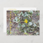 KALIFORNIEN FARBFEIERUNG: SEPTEMBER POSTCARD POSTKARTE (Vorne/Hinten)