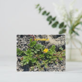 KALIFORNIEN FARBFEIERUNG: SEPTEMBER POSTCARD POSTKARTE (Stehend Vorderseite)