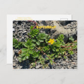 KALIFORNIEN FARBFEIERUNG: SEPTEMBER POSTCARD POSTKARTE (Vorne/Hinten)