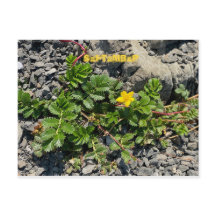 KALIFORNIEN FARBFEIERUNG: SEPTEMBER POSTCARD