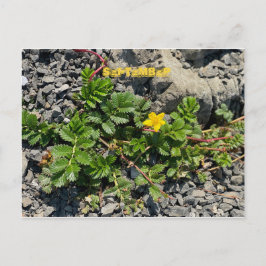 KALIFORNIEN FARBFEIERUNG: SEPTEMBER POSTCARD POSTKARTE