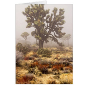 Kalifornien: Joshua-Baum-Nationaldenkmal,