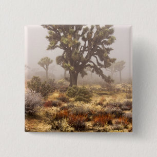 Kalifornien: Joshua-Baum-Nationaldenkmal, Button