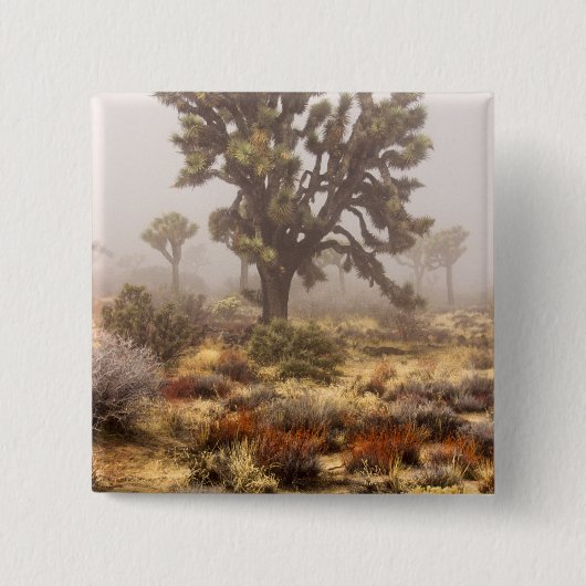 Kalifornien: Joshua-Baum-Nationaldenkmal, Button (Vorderseite)