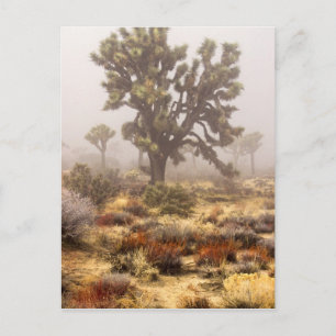 Kalifornien: Joshua Tree National Monument, Postkarte