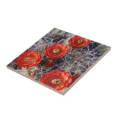 Kalifornien, Joshua Tree National Park, Claret Fliese (Seite)