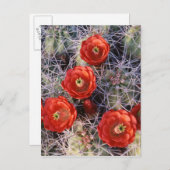 Kalifornien, Joshua Tree National Park, Claret Postkarte (Vorne/Hinten)