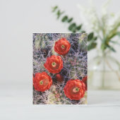 Kalifornien, Joshua Tree National Park, Claret Postkarte (Stehend Vorderseite)