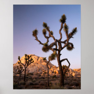 Kalifornien, Joshua Tree National Park, Joshua Poster