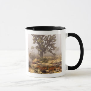 Kalifornien: Joshua-Tree-Nationalmonument, Tasse