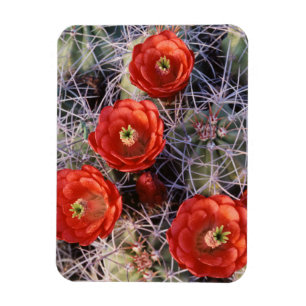 Kalifornien, Joshua Tree Nationalpark, Claret Magnet