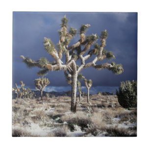 Kalifornien, Joshua-Tree-Nationalpark Fliese