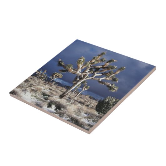 Kalifornien, Joshua-Tree-Nationalpark Fliese (Seite)