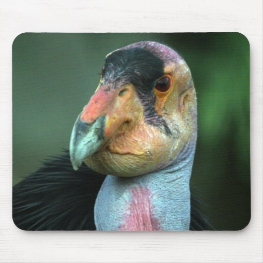 Kalifornien-Kondor Mousepad (Vorne)